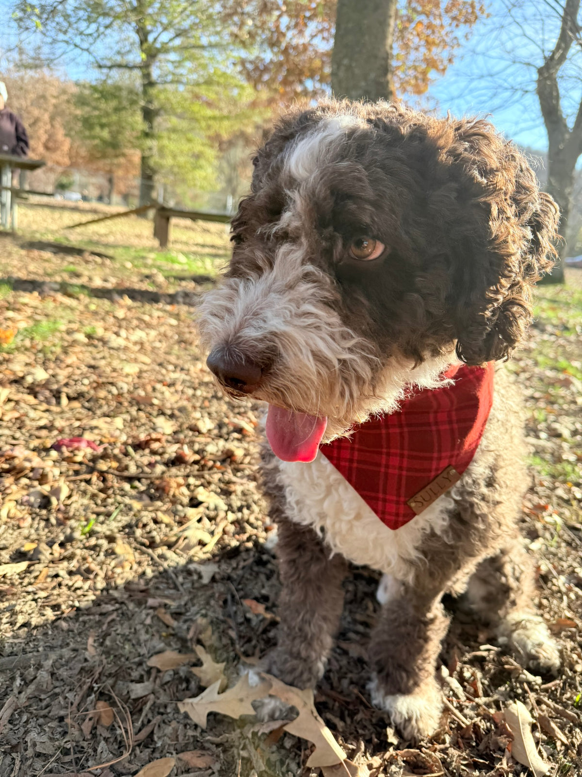 Christmas Holiday Personalized Dog Bandanas